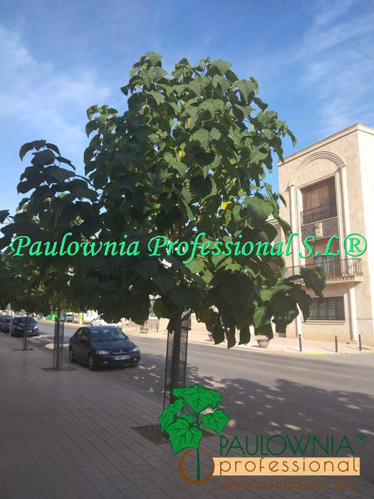 1.	Árvores Paulownia com desconto. Variedade estéril.