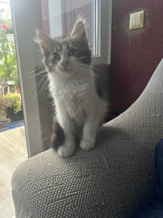 Котик в добрі руки
