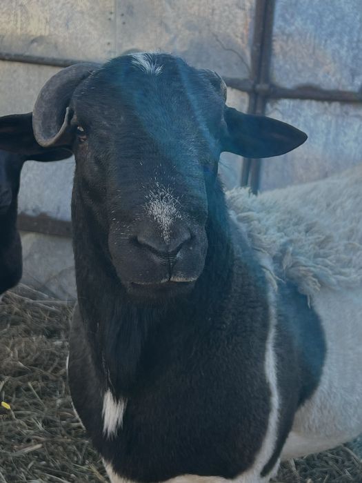 Баран породи дорпер
