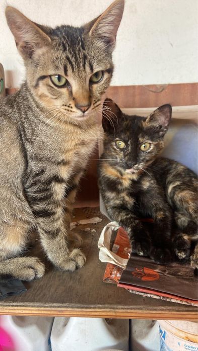 Gatos para doação