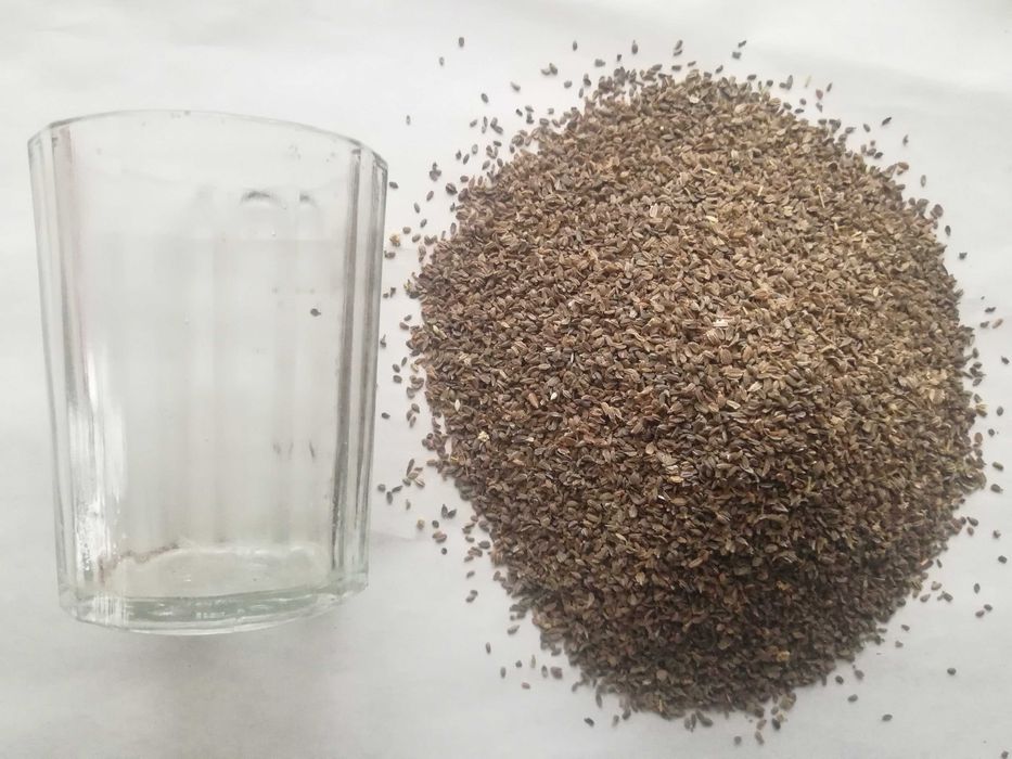 Насіння семена моркви  чисте гарна всхожість 5 сорті на вагу і роздріб