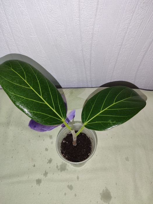 Бенгальский фикус укоренённый черенок