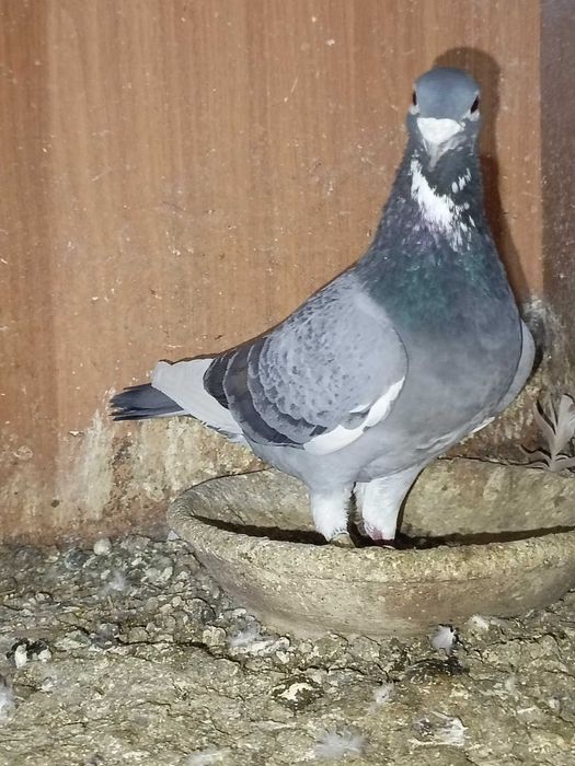 Sprzedam gołębie różnych ras