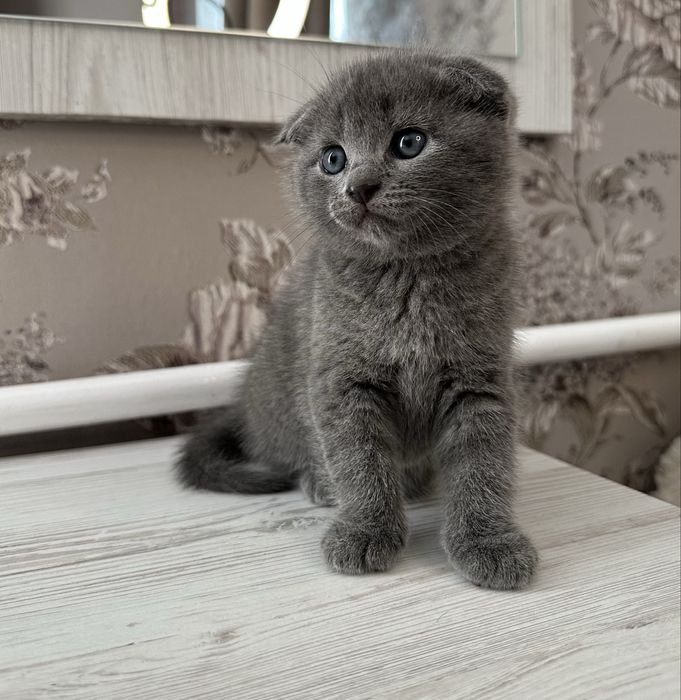 Шотландські кошенята