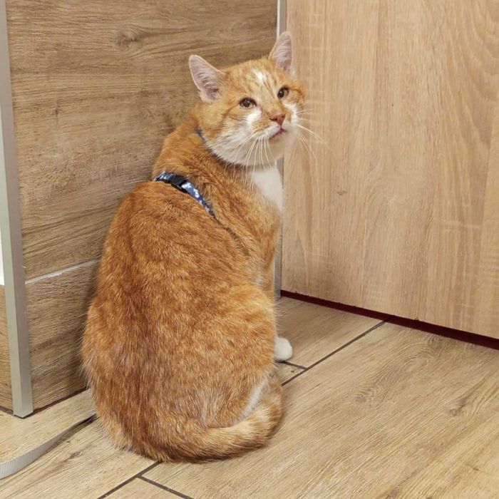 rudy kotek szuka domku