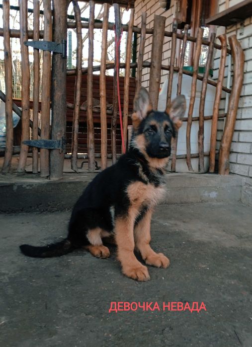 Немецкие овчарки с документами ксу