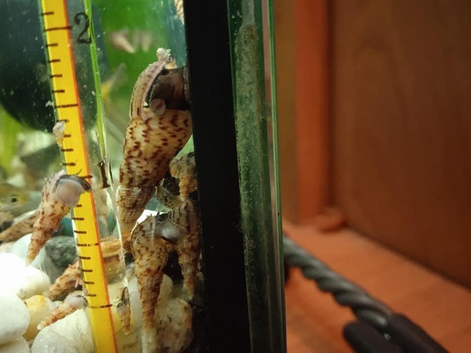 Ślimaki akwariowe, świderki ekipa sprzątająca do akwarium, okazja!