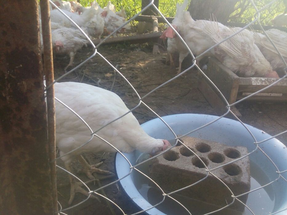 Курка, кура Леггорн