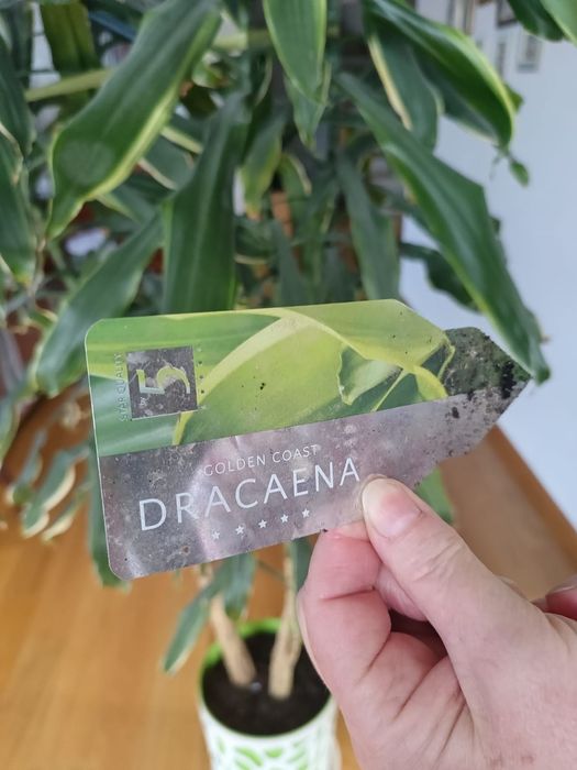 Dracena Golden Coast, wys.2,5m, duży, wysoki kwiat