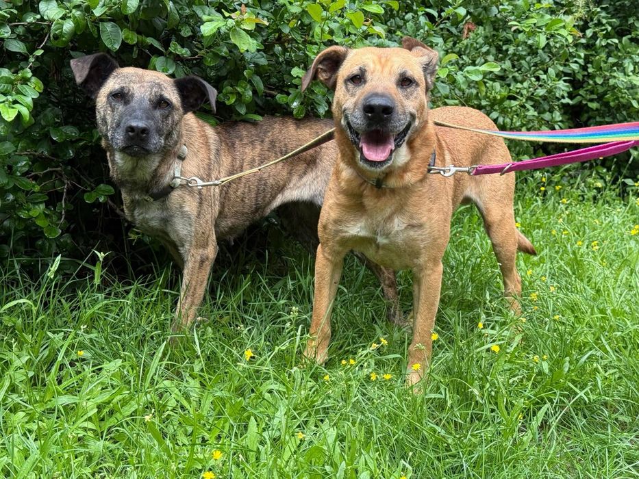 Pregowana Rysia prosi o dom