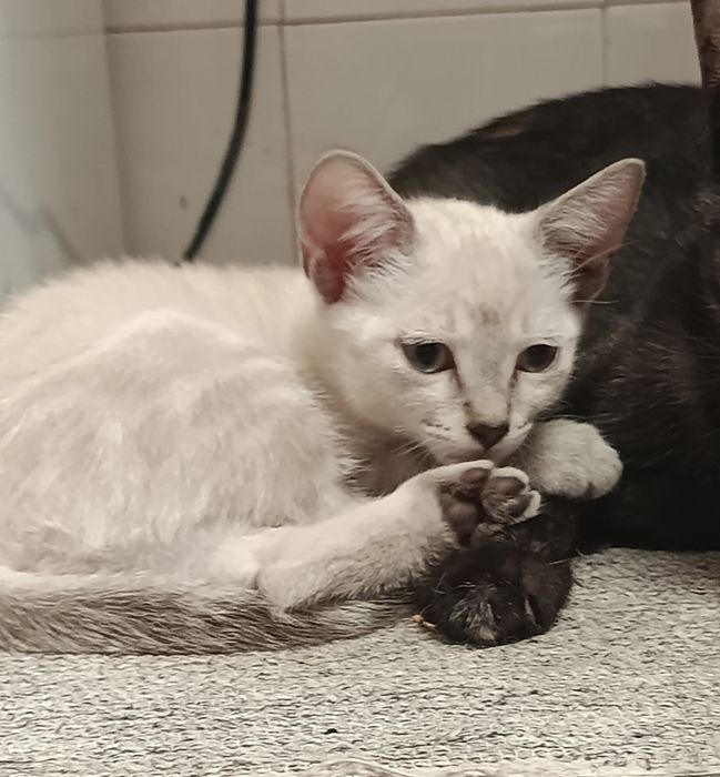 Dá-se gatinhos  lindos