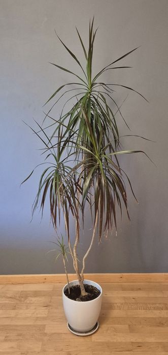 Dracena 140cm doniczka