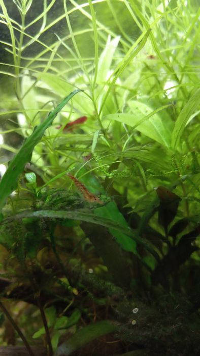 Krewetki Red Cherry