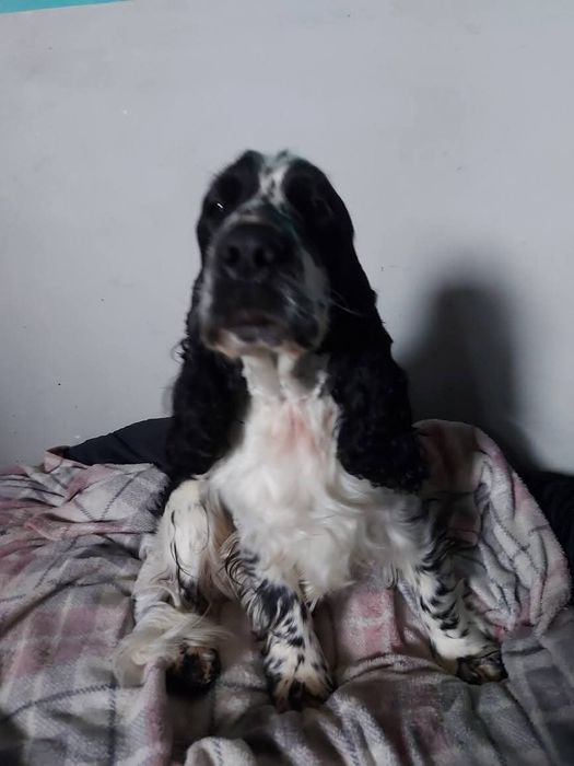 Cocker spaniel angielski