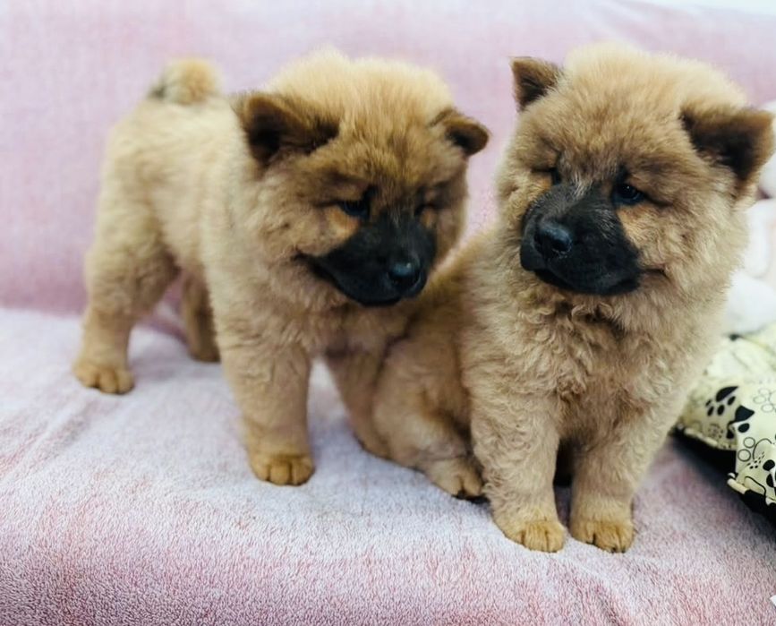 Przeuroczy misio Chow-Chow