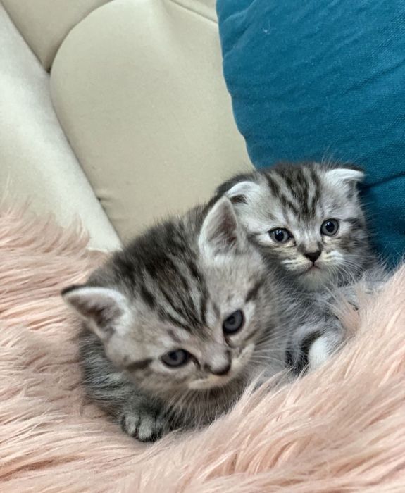 Шотландский прямоухий кот для вязки