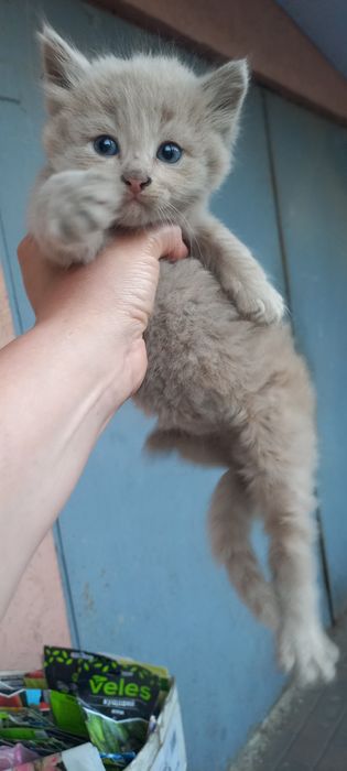 Кошенятка безкоштовно