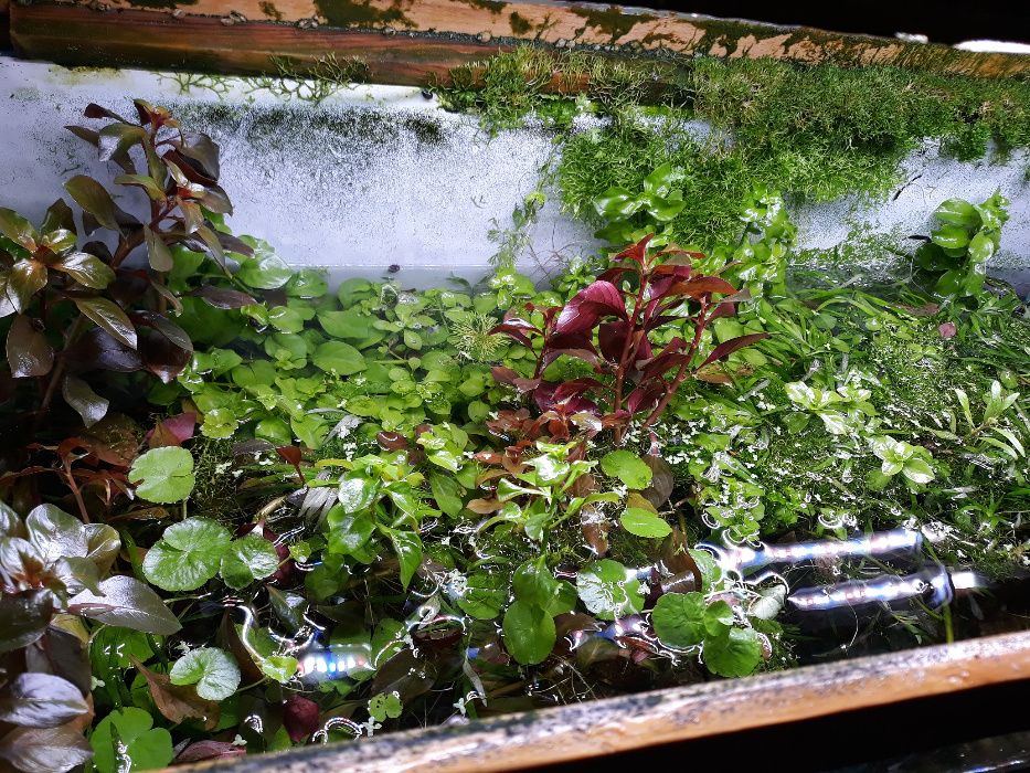 Makro,Azot,Fosfor,Potas,Carbo,Mikro,Żelazo,Nawóz kompletny 4w1