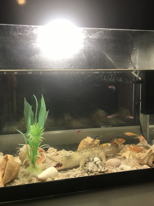 Акваріум з рибками декораціями і освітленням