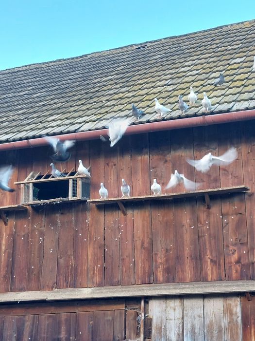 Gołębie pocztowe różne