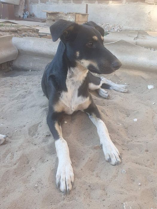 Подросшие щенки, ищут свой новый дом.