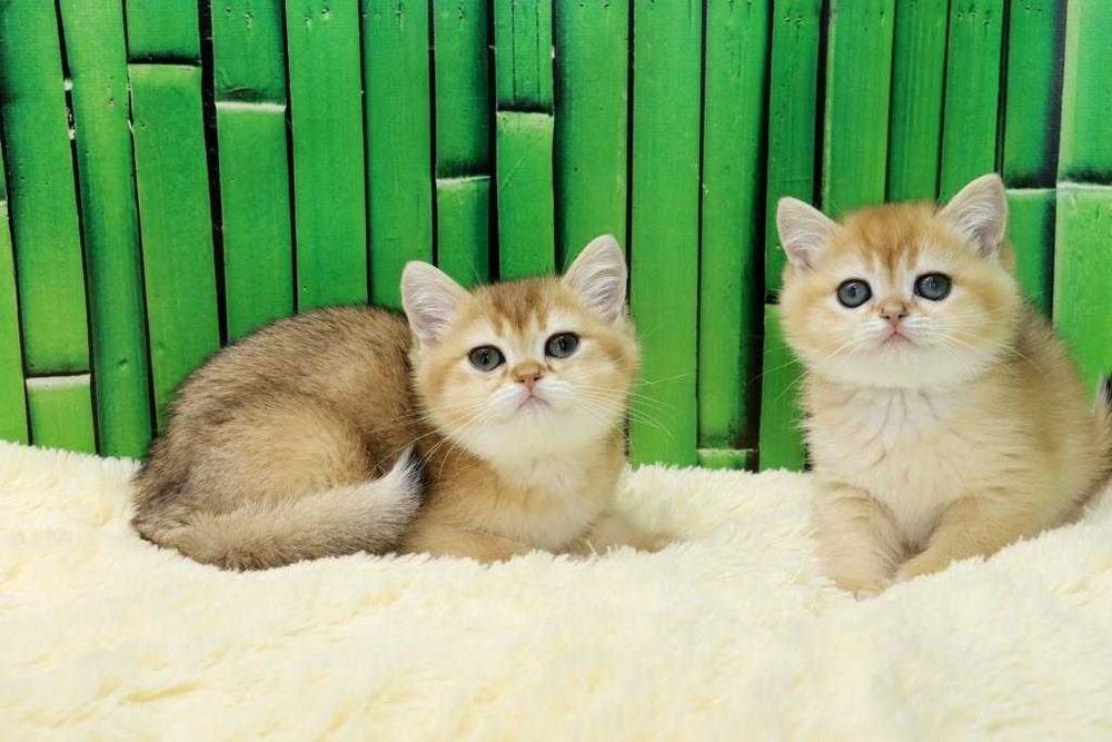 ny 24, ny 11, ny 12, ny 25-предлагается британский котёнок.