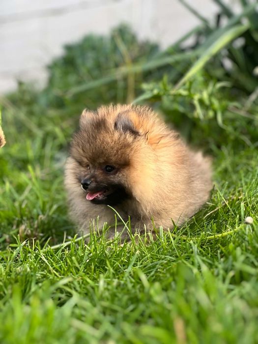 Szpic miniaturowy