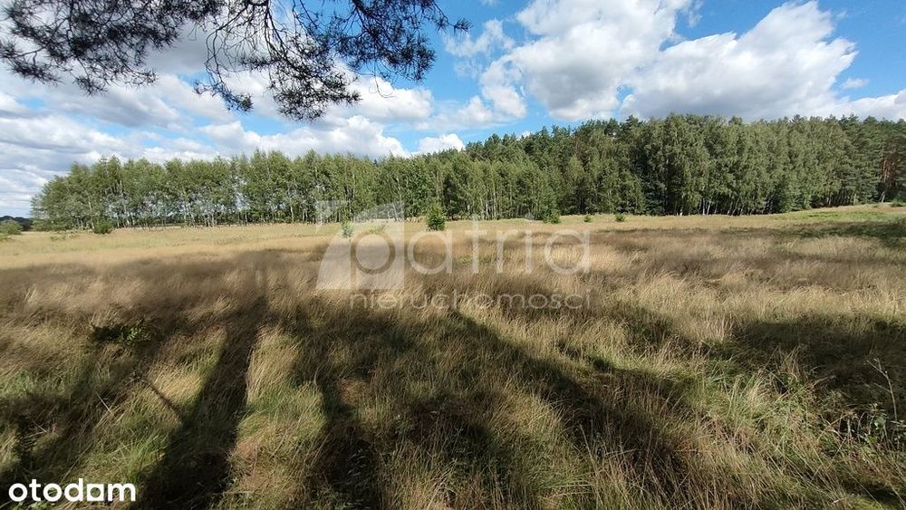 Działka 3182 m2w pobliżu lasu