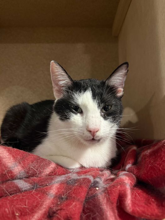 Feliks – mały kot, wielka osobowość!