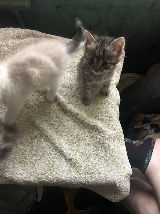 Котята, 2 місяця Віддам в добрі руки
