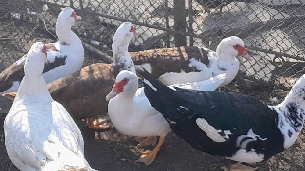 Продам індокачок