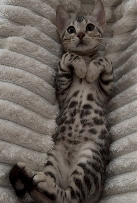 Котенок бенгальской породы