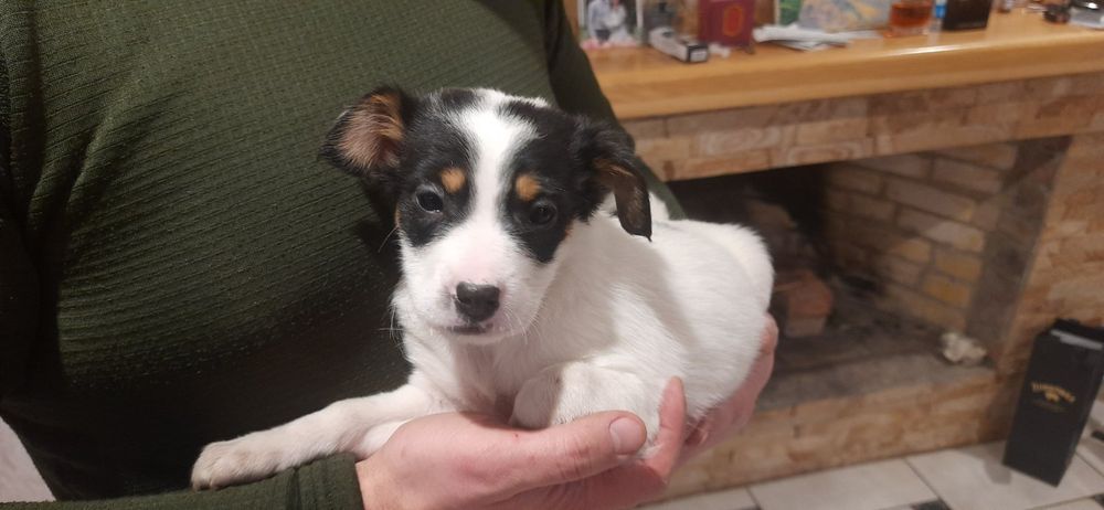 Віддам в добрі руки цуценят