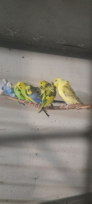 Blackface,Hagoromos,asas negras,