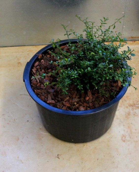 Red finger Limes / Limões Finger Vermelhos