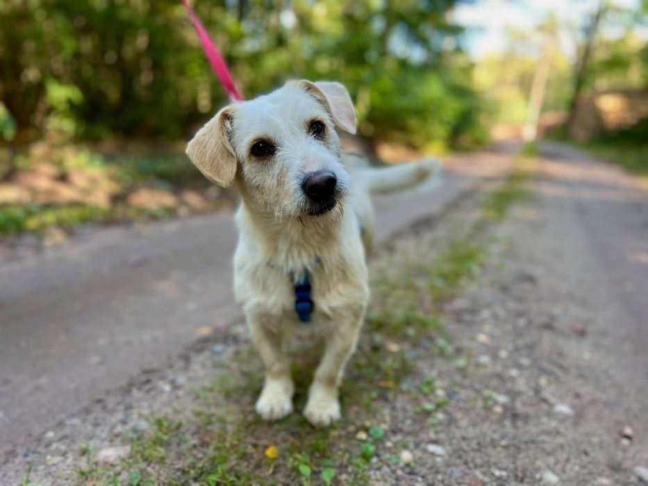Astor pies do adopcji