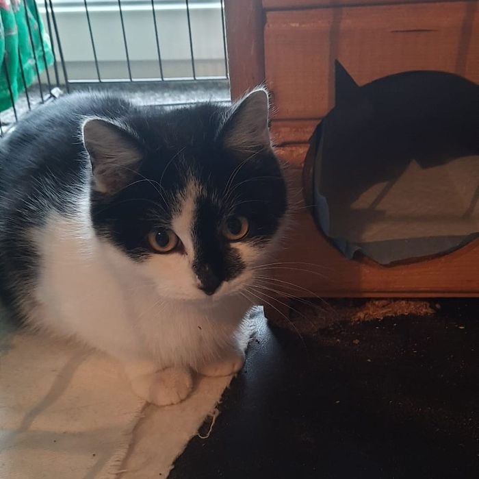 Podgórze. Młodziutka kotka Białka do adopcji szuka domu. Łagodna .