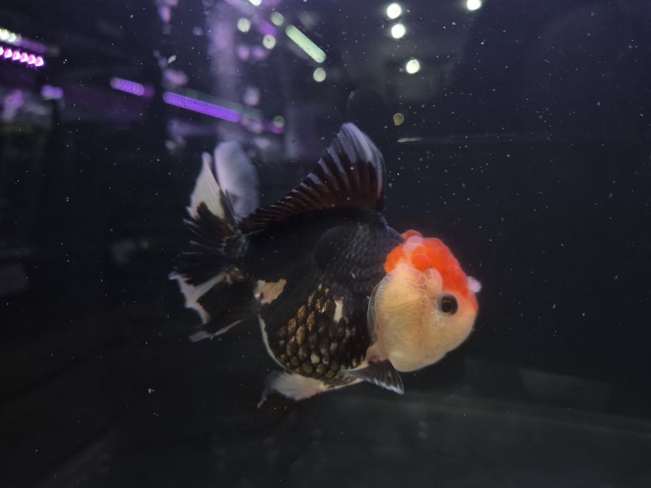 Welonka tricolor/ ranchu/ Rosetail oranda gradacja AAA
