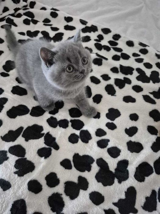Gatinho "Scotish Straight"