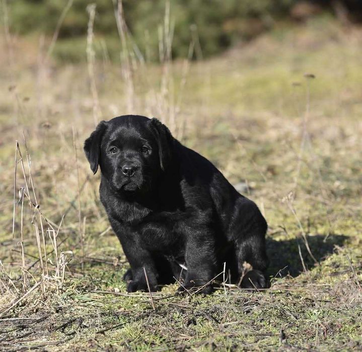 Labrador Retriever szczenie z rodowodem ZKwP, FCI Badania Genetyczne
