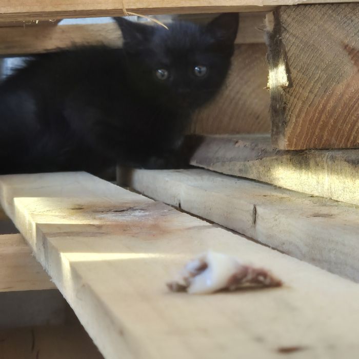 Котята /кошенята шукають дім