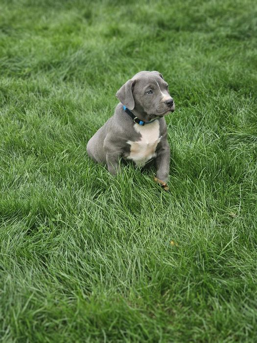 Piękny piesek american bully xl