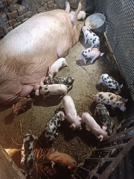 Продам поросята м'ясного напрямку