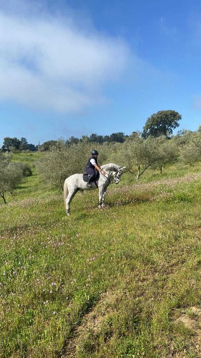 Vendo cavalo PSL com Livro Azul
