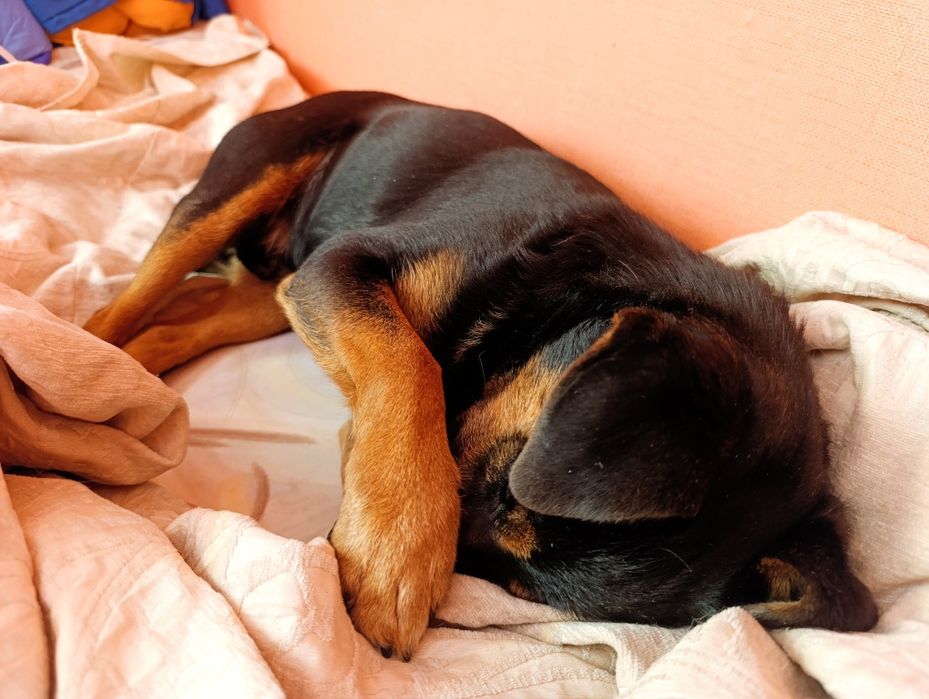 Маленький хатній собачка