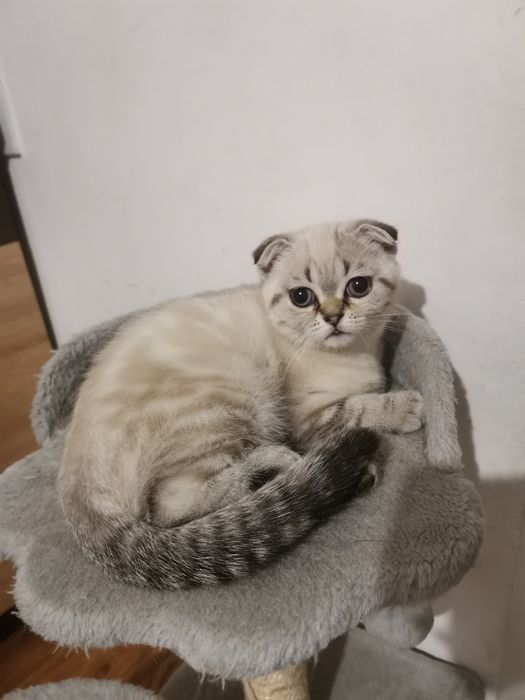 Шотландська висловуха дівчинка