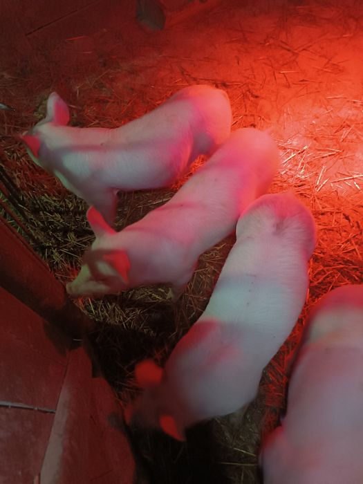 Продам малих поросят