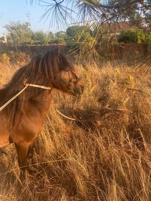 Troco pônei engatado E montado por cavalo montado