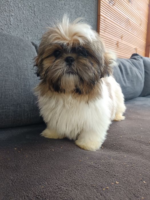 Piękne pieski shih tzu z rodowodem