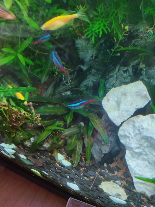 Акваріумні рослини